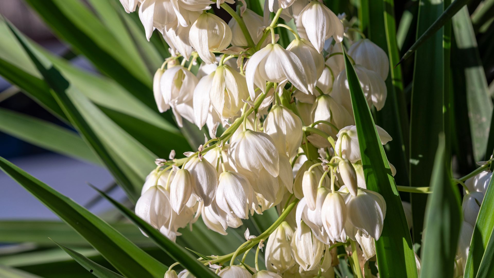 white yucca flowers